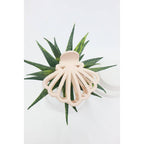 Matte Seashell Hair Claw